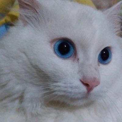 riffasf's profile picture. 