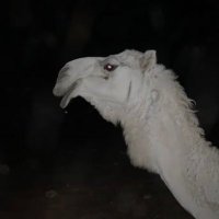 A (@ilurril) Twitter profile photo