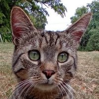 bmlehmann 📯💚🌻 (@fbmlehmann) Twitter profile photo