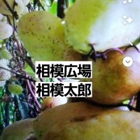 相模広場10000 (@xf2katwis2nt18e) 's Twitter Profile