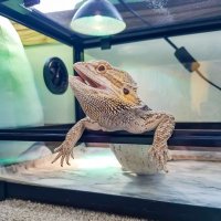 Home For Beardies(@HomeForBeardies) 's Twitter Profile Photo