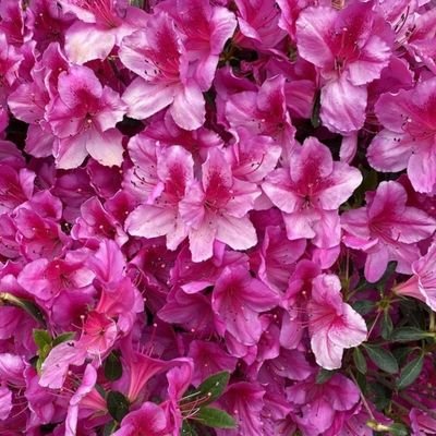 burrinhopedres's profile picture. #studytwt (???)