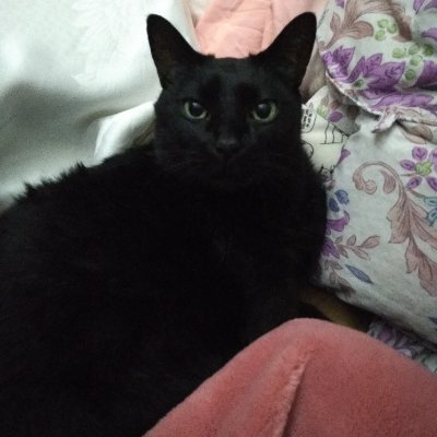 🖤クロです🖤（ｱﾀﾏが天然記念物) 超高齢飼い猫達の体調管理が最優先中🐈ฅ🐾໊
3月22日Heart FM 𝟏𝐭𝐡 𝐀𝐧𝐧𝐢𝐯𝐞𝐫𝐬𝐚𝐫𝐲💖周波数獲得します🏅TikTok開始🏅岐阜市近辺ならFMわっち78.5でカーステレオから聞こう❤詳細  #heartfm810 #FMわっち