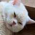 ふぉっぷ🐈 (@srfop) Twitter profile photo ふぉっぷ🐈 (@srfop) Twitter profile photo