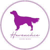 Havenchie Canines(@Havenchie) 's Twitter Profile Photo