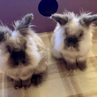 Apple and Fluffy(@alisonblair30) 's Twitter Profile Photo