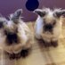 Apple and Fluffy (@alisonblair30) Twitter profile photo Apple and Fluffy (@alisonblair30) Twitter profile photo