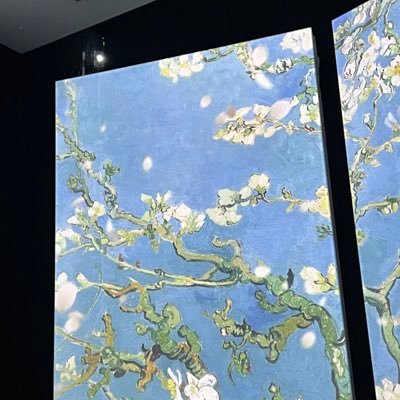 im______yoa's profile picture. ポケポケはi38っていう名前です