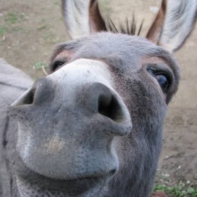 donkeyearslhave Profile Picture