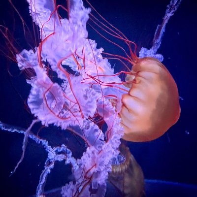 はてなブログとnoteを使って、「深海生物図鑑」と題して深海生物専用のデータベースとたまに総合型選抜を合格するための必勝法などをぼやいています!将来は博士課程まで現段階で行きたいと思っているので、深海生物の楽しさや魅力も伝えられたらなと思います!