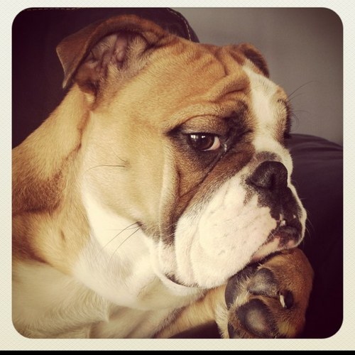 WinnieTheBully's profile picture. Most spoiled dog in all the land.  And my mom races bikes.