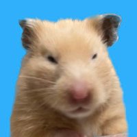 焼き鳥一族 (@tsukune_kawaii_) Twitter profile photo