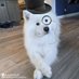 SammyMaximumFluffiness (@sammymxfluff) Twitter profile photo SammyMaximumFluffiness (@sammymxfluff) Twitter profile photo