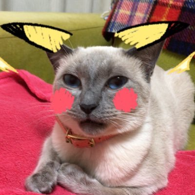 yanyanmarilyn's profile picture. 猫と本、ひとり歩き👒