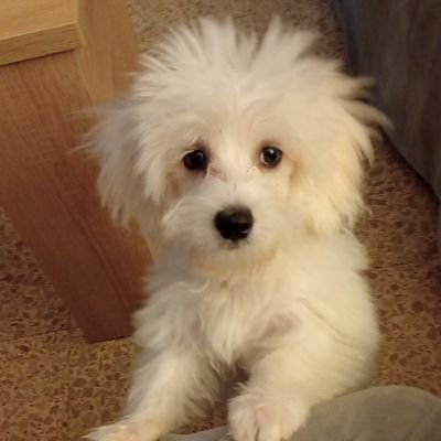 maicamen82's profile picture. Periodista,DIRCOM y Community Manager 💻