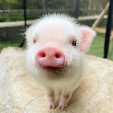 bootaro__'s profile picture. アラフィフオヤジの裏垢の裏垢の裏垢。