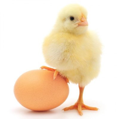 Gà là loài chim nuôi (gia cầm) để lấy thịt và trứng, bay kém, mỏ cứng, con trống có cựa và biết gáy.