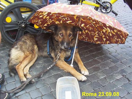 ich reise gerne und das am liebsten mit eigener kraft. fahrradfahren und hunde sind meine hobbys, habe mehrere lange touren gemacht und darüber bücher geschrieb