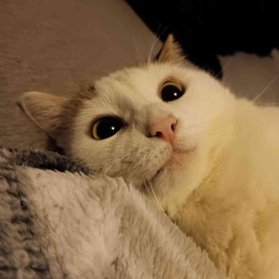 bigmothpaws's profile picture. i dont really use twitter that much | 19 | i like/rt nsfw stuff