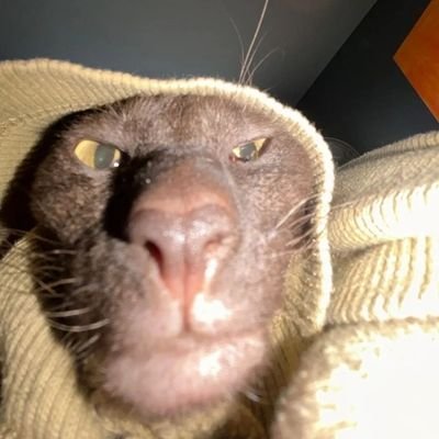 cosmicoale35's profile picture. 