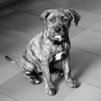 Tric0ma 👁 (@tric0ma) 's Twitter Profile