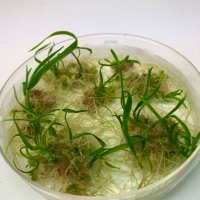 JIC_Wheat Transformation and Genome Editing (@jicwheatge) 's Twitter Profile Photo JIC_Wheat Transformation and Genome Editing (@jicwheatge) 's Twitter Profile Photo