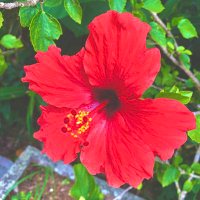 プシュケ (@wanwan_swjrerk) 's Twitter Profile Photo