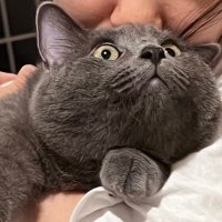 Will Hu (@neitherfoot) 's Twitter Profile