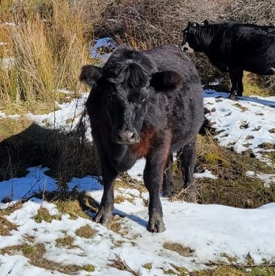 Schpleet's profile picture. 