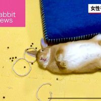 bunnylover🐰🐇 (@thebunnyloversk) Twitter profile photo