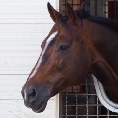シニミニ産駒が大好きなシニスターハムスターです
常に謙虚さと向上心を忘れずに、
今は馬券収支よりも、産駒を応援しこの血統を繋いでいく事に重きを置いています
私の夢の一つが「シニスターミニスター産駒のワンツースリー独占」
よろしくお願いします!
#シニスターミニスター #シニミニ #SinisterMinister