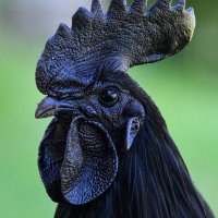 BlackBirdNSFW (@blackbirdnsfw) 's Twitter Profile Photo