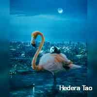 tatohedera's profile picture. Crypto enthusiastic | nft collector