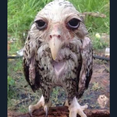 めんち@😷さんのプロフィール画像