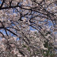 こはる (@mjinfinio16834) 's Twitter Profile