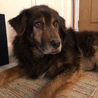 JimD (@dogsjim2) 's Twitter Profile