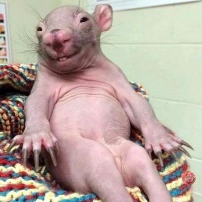 KolacheBwed's profile picture. duh