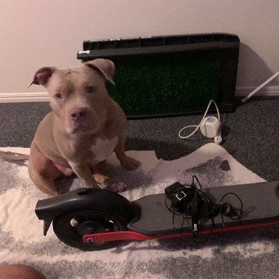 Tommy295166's profile picture. 