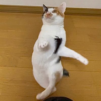 三毛猫さん (@8ware_san) / Posts / X