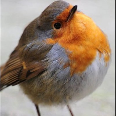 ZephyrousLord's profile picture. 