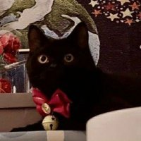 🦈 zhengnan is the cutest cat 🩵(@fish_intheocean) 's Twitter Profile Photo