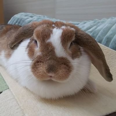 はむちびさんのプロフィール画像