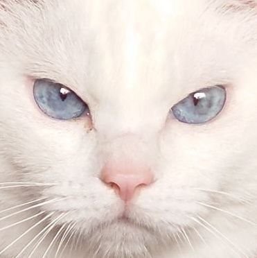kitoton Profile Picture