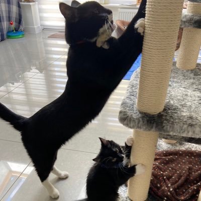Two rescue kittens & their pal living their best life. Skills in Puppy Training. Experts in snack-age. @Figgytomandbinx