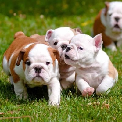 Welcome to our frofile.🥀
if you love #bulldog ,then follow me.🐾🥀