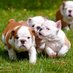 Bulldog Lover (@bulldoglover_2) Twitter profile photo Bulldog Lover (@bulldoglover_2) Twitter profile photo