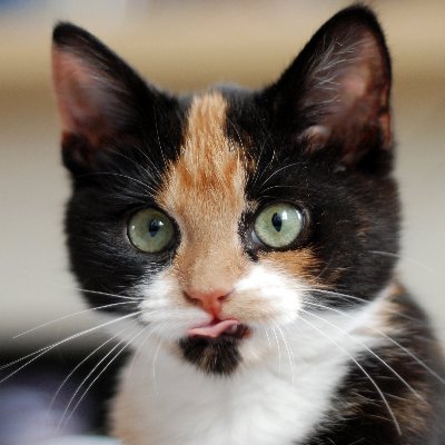 xdesibanter's profile picture. 