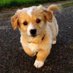 Puppies (@lovercutedogs) Twitter profile photo Puppies (@lovercutedogs) Twitter profile photo