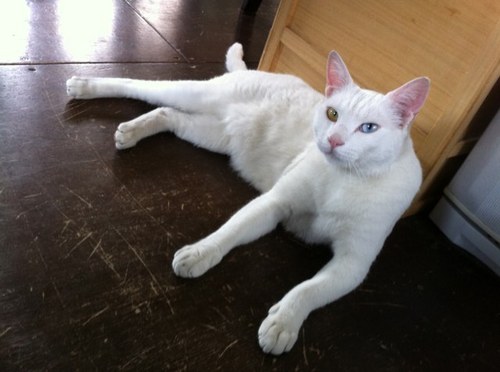 shinsasa8's profile picture. 2012年から福島キッズ保養キャンプを毎年夏に。現在は中止になっていますが、たくさんの方と繋がりができました。状況が落ち着いたらまた始めたいなぁ。