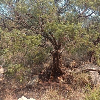 formateur en agroforesterie, école ETRE en Corbières 
Dj à la maison et chez les copains https://t.co/xCytwZfsLh